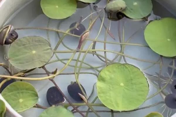碗莲水里长虫子怎么处理，可马上换水处理