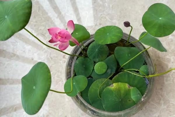 碗莲水里长虫子怎么处理，可马上换水处理
