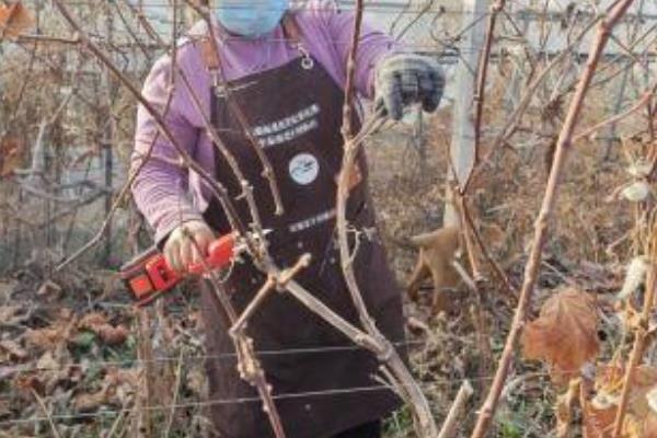 葡萄什么时候剪枝，一般为11-12月份