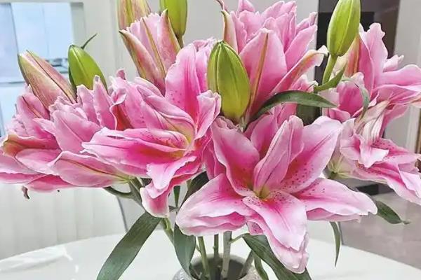 百合放室内为什么会发臭，长时间闻到花香可能出现发臭的幻觉