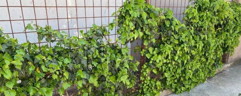 常春藤叶片发黑如何处理，根据发生原因采取针对性措施