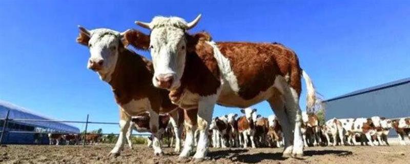 肉牛怎么养殖，牧草生长旺期每天喂3次