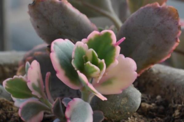 玉吊钟的修剪方法,通常只需要整形修剪