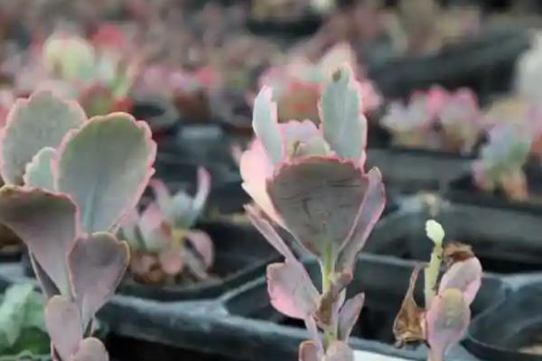 玉吊钟的修剪方法,通常只需要整形修剪