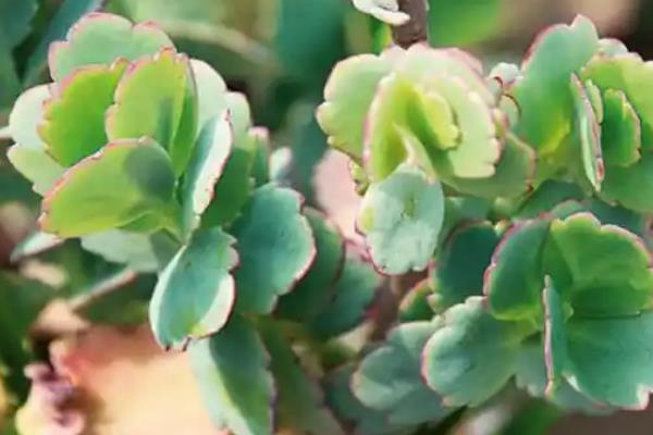 玉吊钟的修剪方法,通常只需要整形修剪