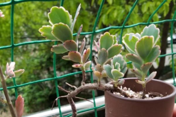 玉吊钟的修剪方法,通常只需要整形修剪