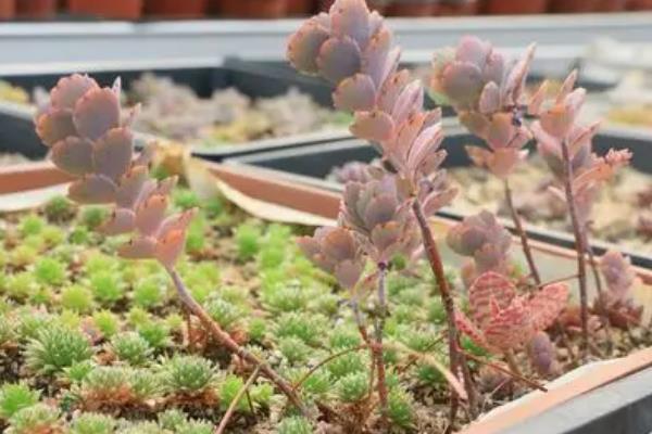 玉吊钟的修剪方法,通常只需要整形修剪