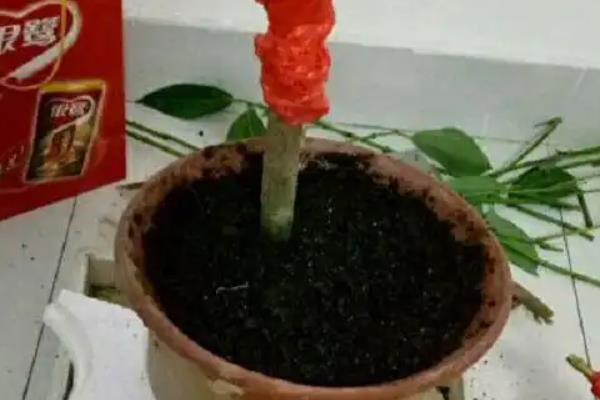 秋天怎么养平安树，不要出现花盆积水的现象