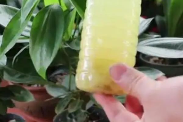 秋天怎么养平安树，不要出现花盆积水的现象