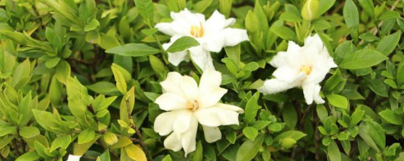 怎么给小叶栀子剪枝，在幼苗期要进行摘心修剪