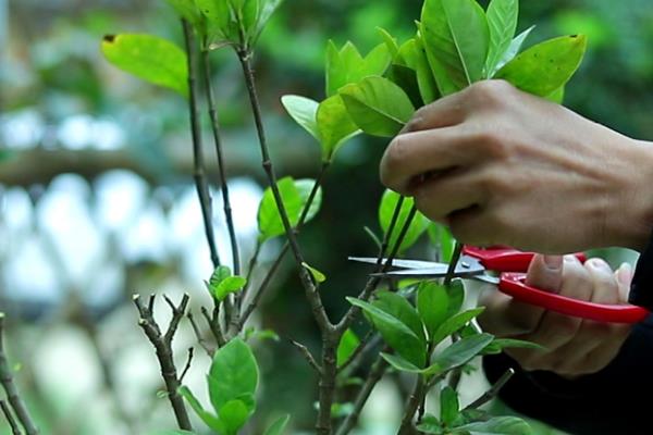 怎么给小叶栀子剪枝，在幼苗期要进行摘心修剪