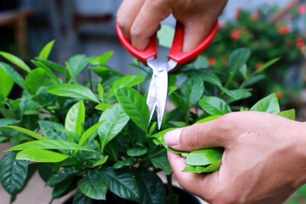 怎么给小叶栀子剪枝，在幼苗期要进行摘心修剪