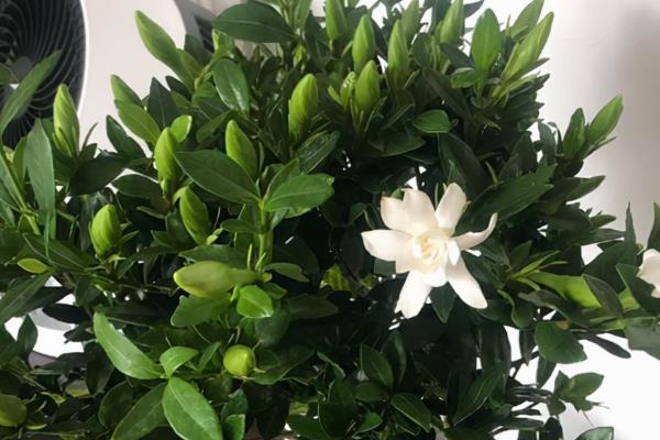 怎么给小叶栀子剪枝，在幼苗期要进行摘心修剪