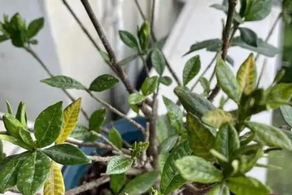 怎么给小叶栀子剪枝，在幼苗期要进行摘心修剪