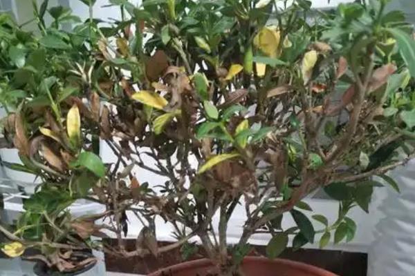 怎么给小叶栀子剪枝，在幼苗期要进行摘心修剪