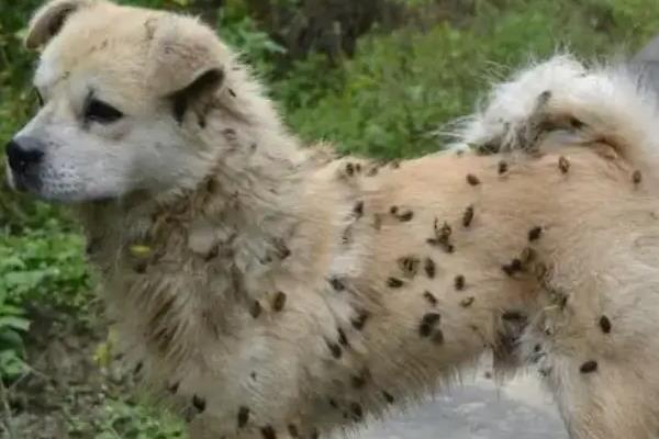 苍耳是植物吗，苍耳是一种植物