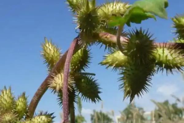 苍耳是植物吗，苍耳是一种植物