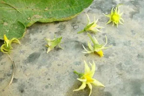 西红柿的第一个花要不要掐掉，掐除后能促使植株开出更多花朵