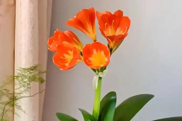 君子兰开双花的原因，一般是养护得当的结果