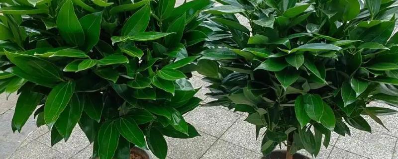 秋天怎么养平安树，不要出现花盆积水的现象