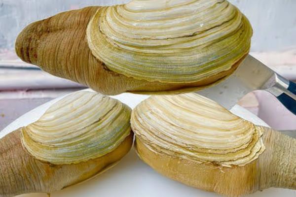 象拔蚌的价格，价格一般在50-200元一斤