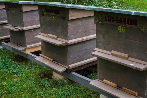 夏季让蜂王多产卵的方法，防暑降温、奖励饲喂等工作要做好