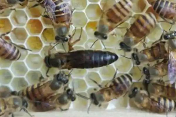 夏季让蜂王多产卵的方法，防暑降温、奖励饲喂等工作要做好