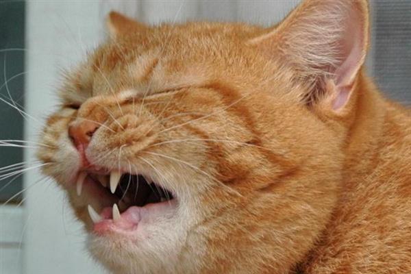 猫打喷嚏的原因，异物刺激、感冒、感染病毒均会导致