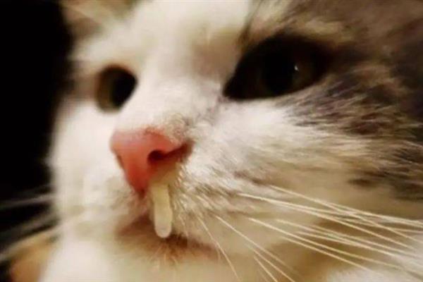 猫打喷嚏的原因，异物刺激、感冒、感染病毒均会导致