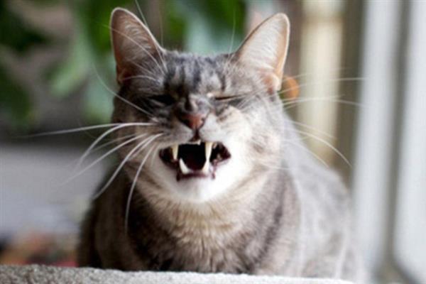 猫打喷嚏的原因，异物刺激、感冒、感染病毒均会导致