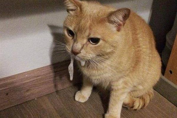 猫打喷嚏的原因，异物刺激、感冒、感染病毒均会导致
