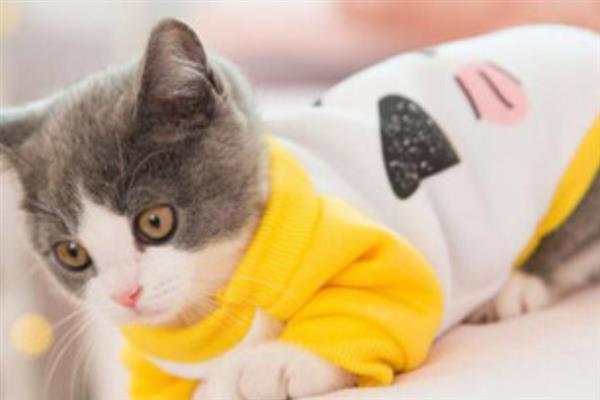 猫打喷嚏的原因，异物刺激、感冒、感染病毒均会导致