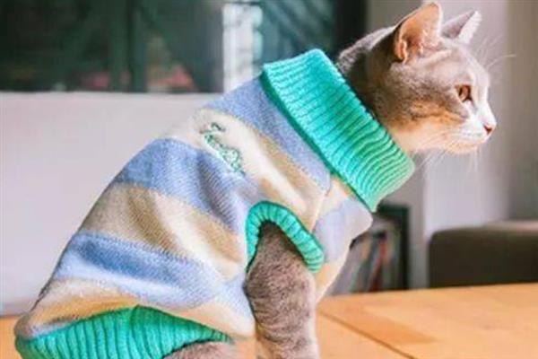 猫打喷嚏的原因，异物刺激、感冒、感染病毒均会导致