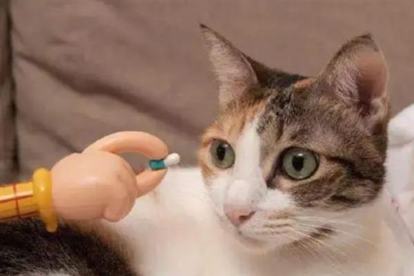 猫打喷嚏的原因，异物刺激、感冒、感染病毒均会导致