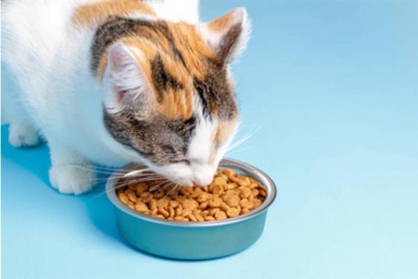 猫打喷嚏的原因，异物刺激、感冒、感染病毒均会导致