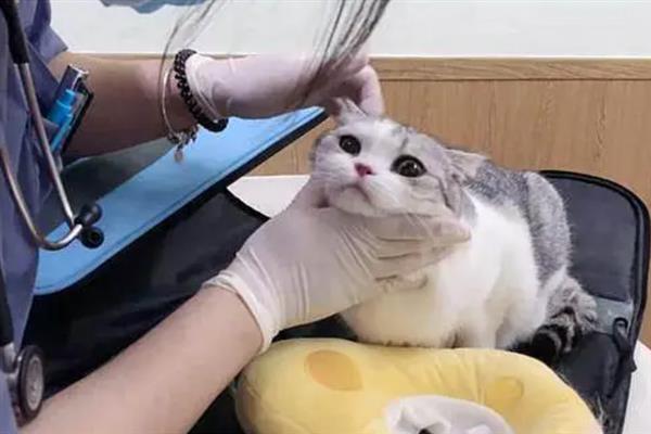 猫打喷嚏的原因，异物刺激、感冒、感染病毒均会导致