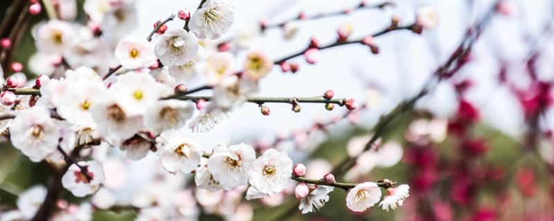 梅花养在家里好不好，可美化家庭环境还能放松心情