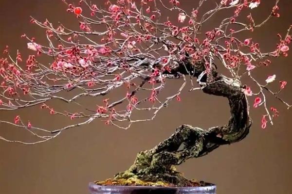 梅花养在家里好不好，可美化家庭环境还能放松心情