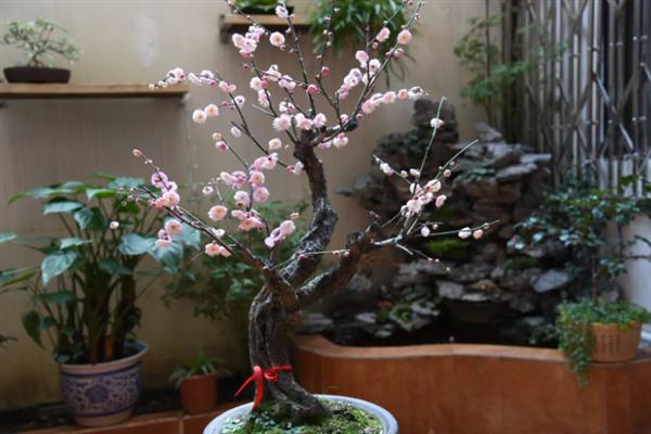 梅花养在家里好不好，可美化家庭环境还能放松心情