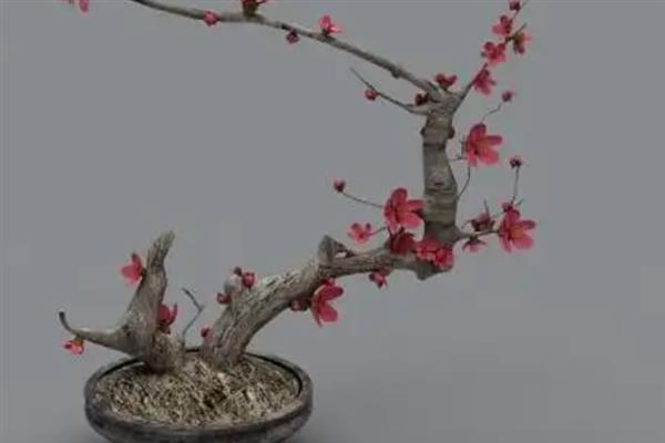 梅花养在家里好不好，可美化家庭环境还能放松心情