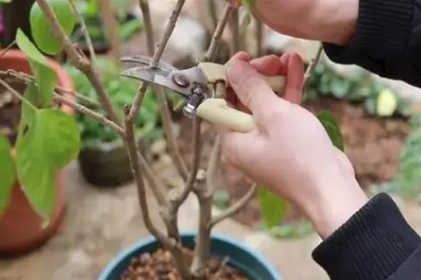 梅花养在家里好不好，可美化家庭环境还能放松心情