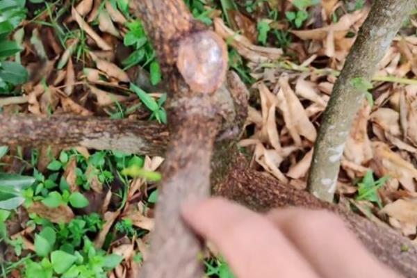黄皮树多结果的方式，冬季的修剪是很重要的