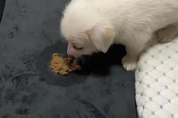 治疗小狗拉稀呕吐的方法，肠胃不适或过度进食可饲喂益生菌