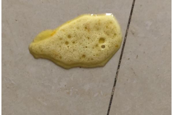 治疗小狗拉稀呕吐的方法，肠胃不适或过度进食可饲喂益生菌