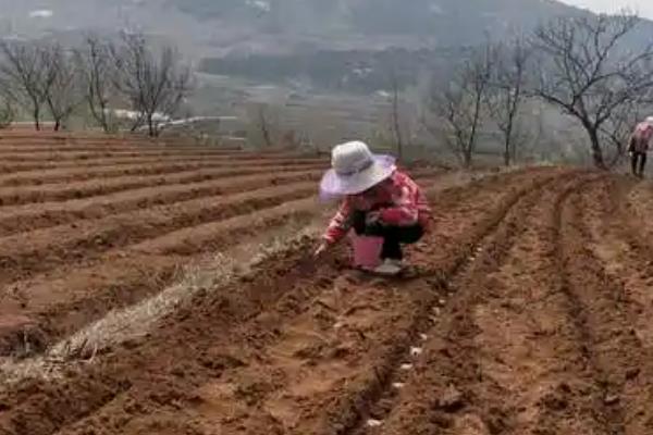 春分能不能播种，可以播种但要选择一个好天气