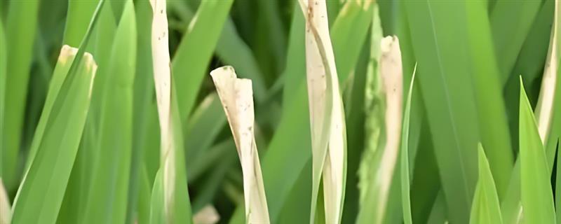 水稻干尖线虫病如何防治，用线菌清、敌敌畏、杀线酯乳油等药物浸种