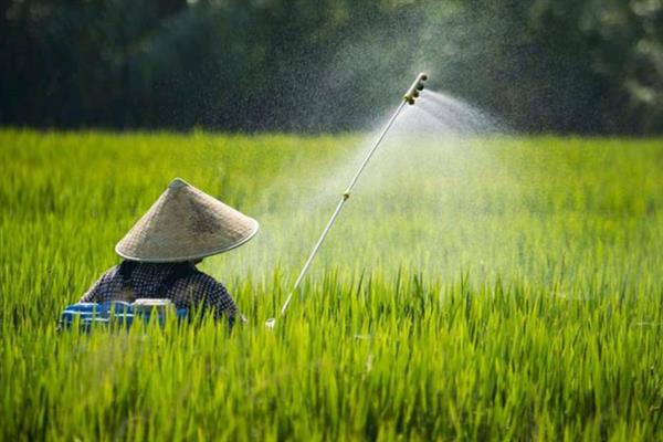 水稻干尖线虫病如何防治，用线菌清、敌敌畏、杀线酯乳油等药物浸种
