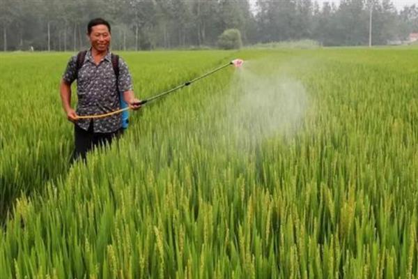水稻干尖线虫病如何防治，用线菌清、敌敌畏、杀线酯乳油等药物浸种