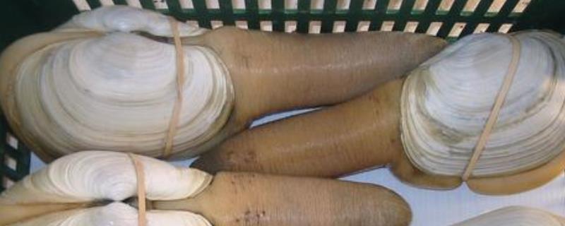 象拔蚌的价格，价格一般在50-200元一斤