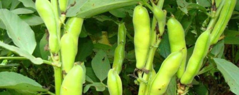 蚕豆常见的病虫害，包括根腐病、锈病等